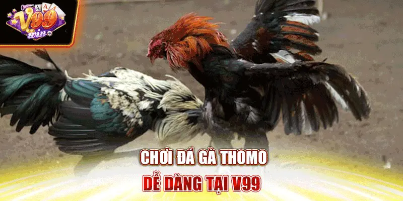 Chơi đá gà Thomo dễ dàng tại V99