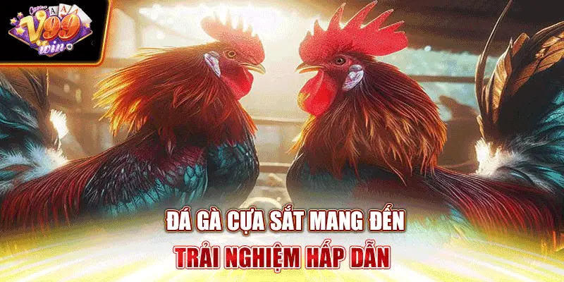 Đá gà cựa sắt V99 mang đến trải nghiệm hấp dẫn