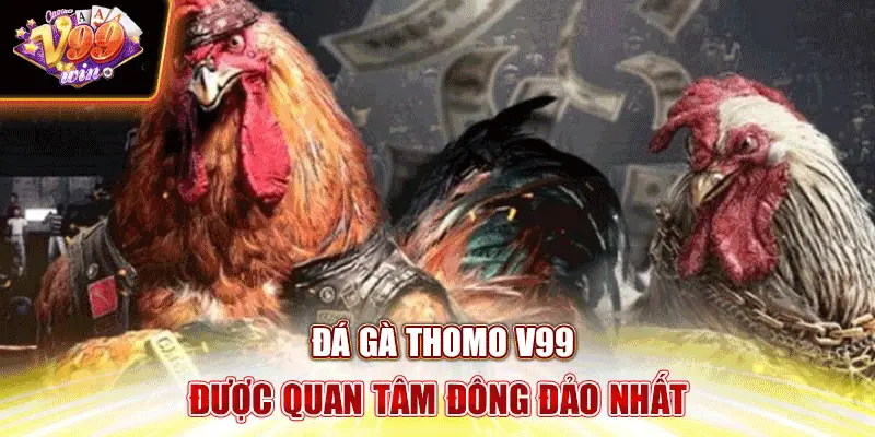 Đá gà Thomo V99 được quan tâm đông đảo nhất